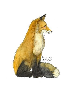 fox.jpg